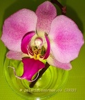  Engel - Lila Orchideen-Blüte im Glas