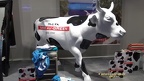 2013, Schaufenster-Kuh in Brüssel