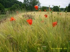2010, Mohn am Siebengebirge
